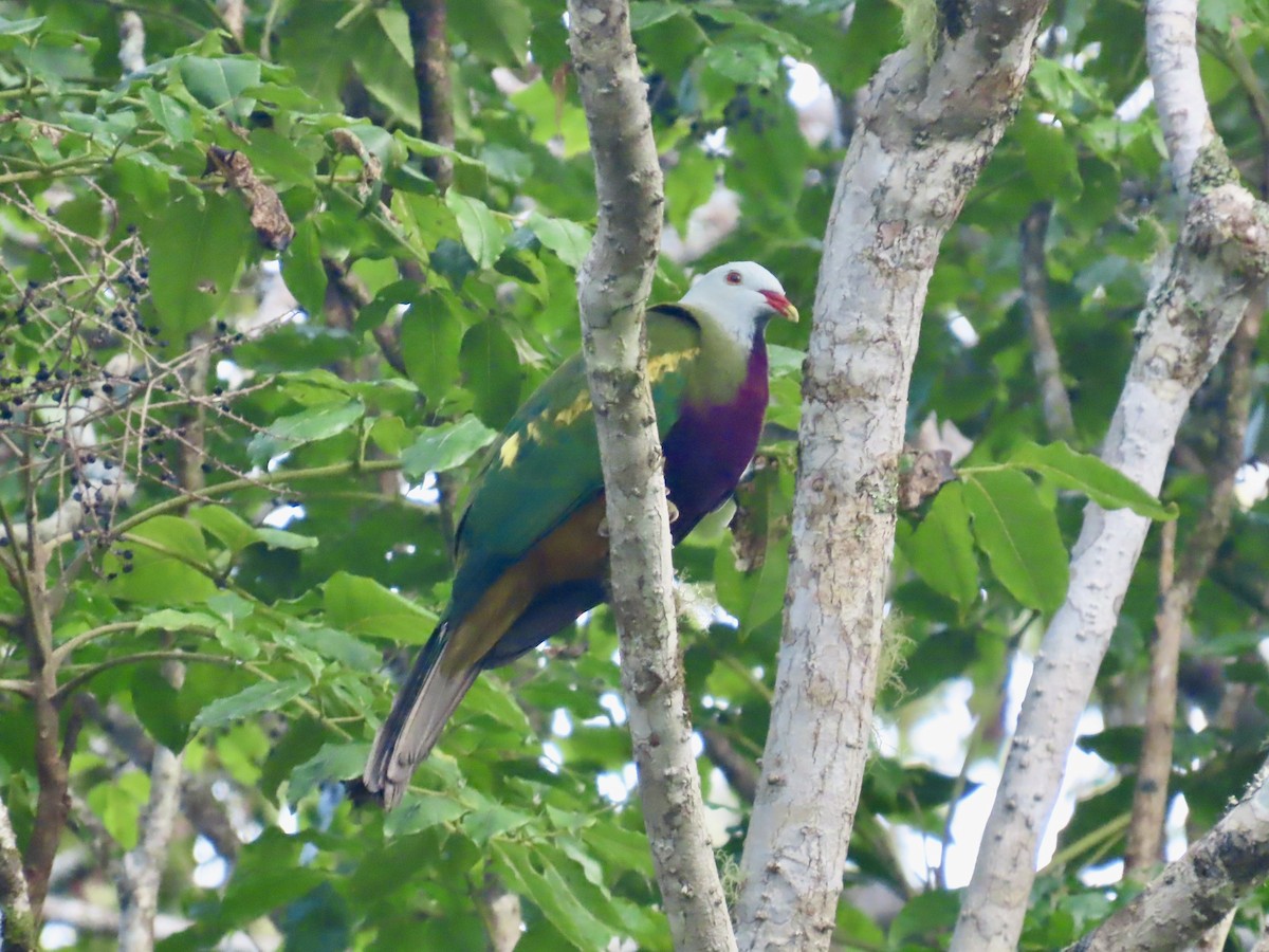 Wompoo Fruit-Dove - ML643149498