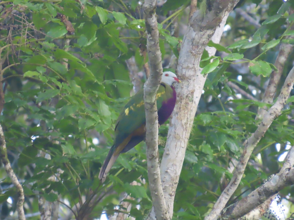 Wompoo Fruit-Dove - ML643149499