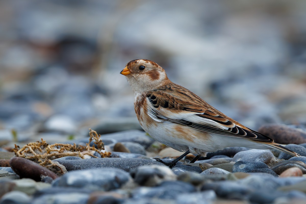 Snow Bunting - ML643149508