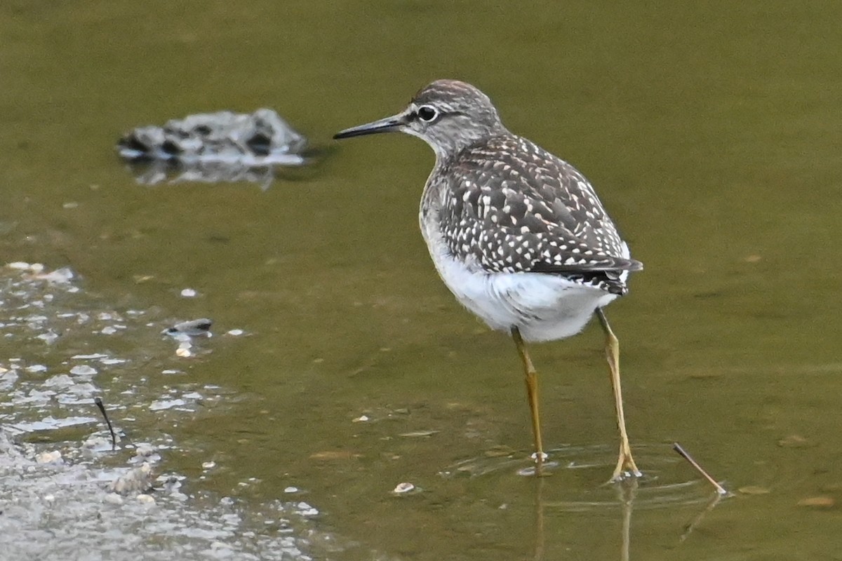 Wood Sandpiper - ML643149527