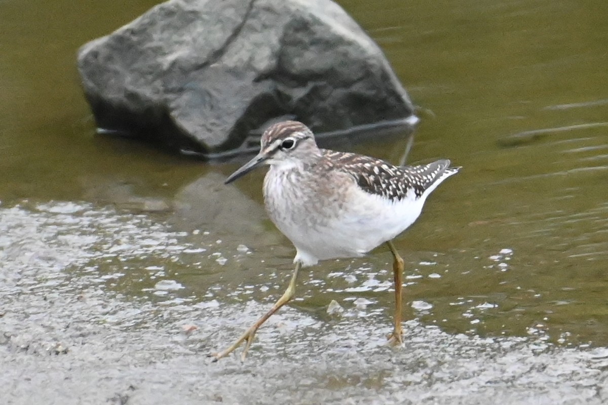 Wood Sandpiper - ML643149528