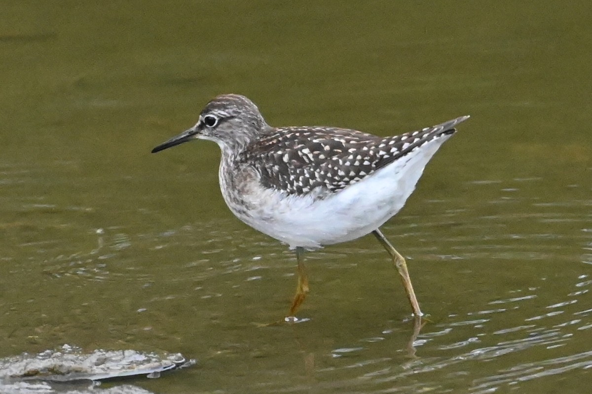 Wood Sandpiper - ML643149529