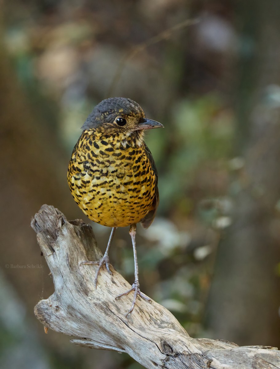 skjellmaurpitta - ML643149530