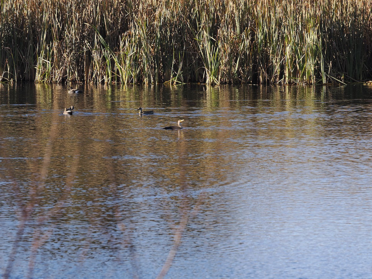Double-crested Cormorant - ML643149531