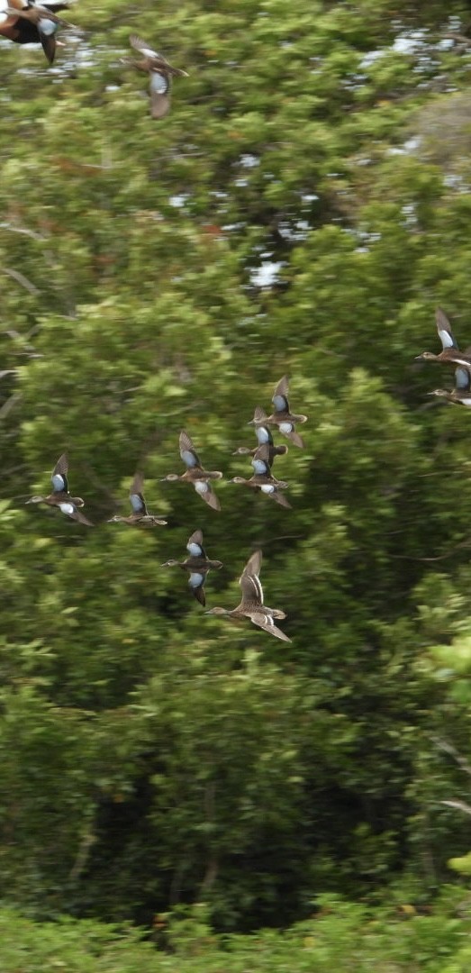 Sarcelle à ailes bleues - ML643149533