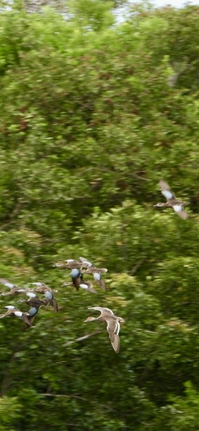 Sarcelle à ailes bleues - ML643149537
