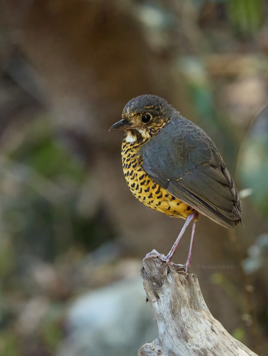 skjellmaurpitta - ML643149545