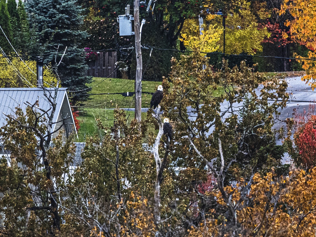 Bald Eagle - ML643149560