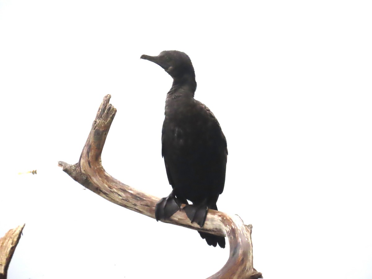 lagfiskeskarv - ML643149562