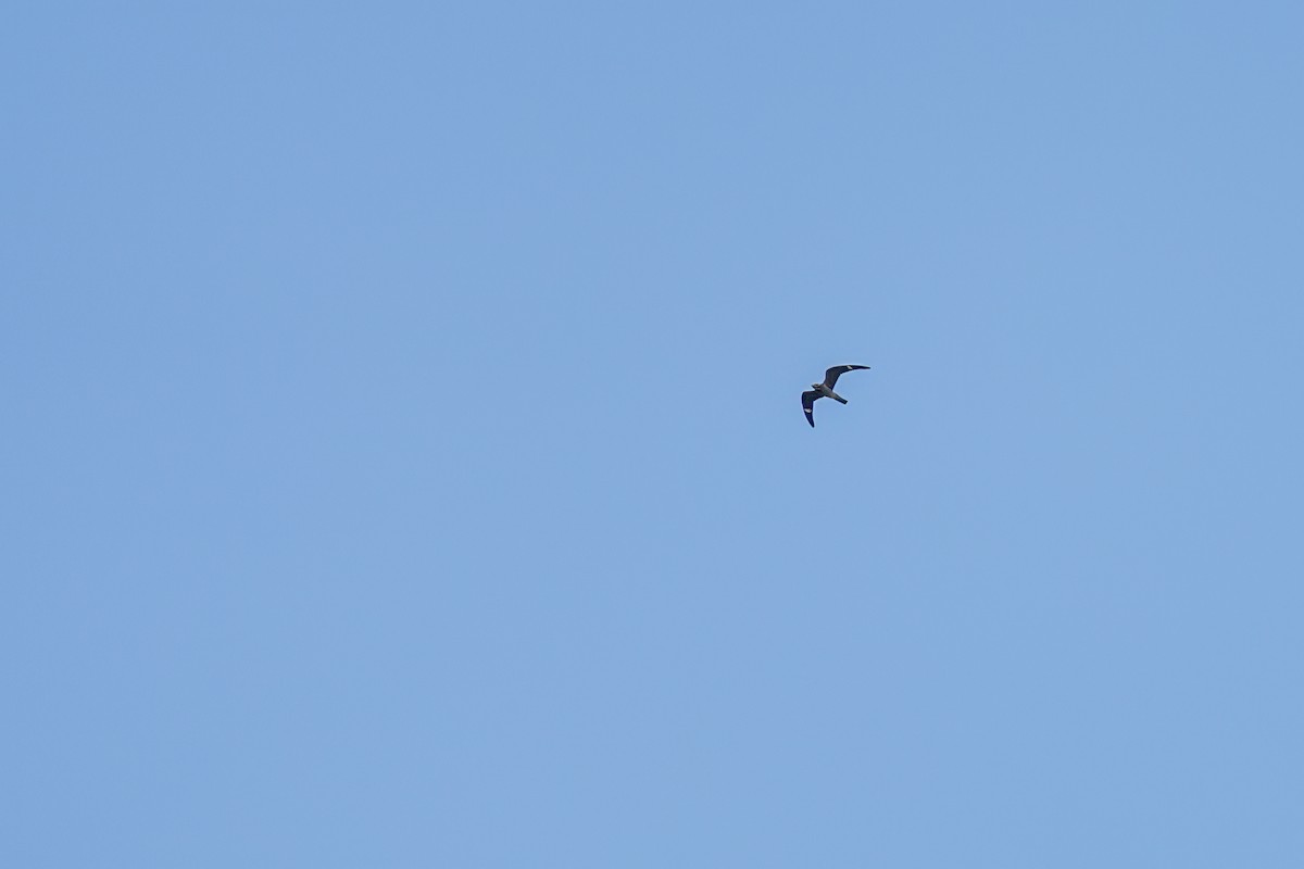 Common Nighthawk - ML643149588