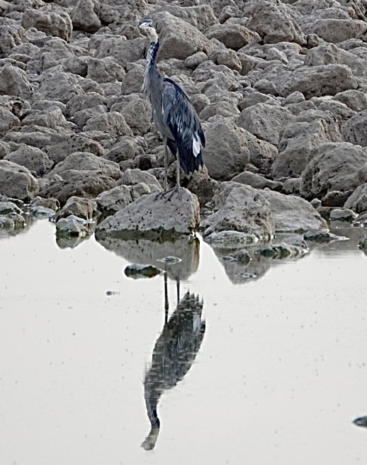 Black-headed Heron - ML643149607