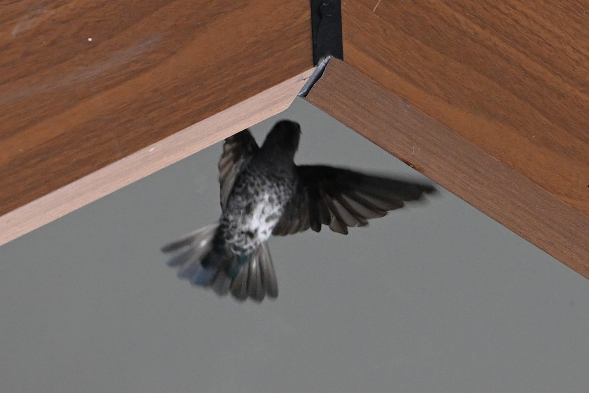 Glossy Swiftlet - ML643149616