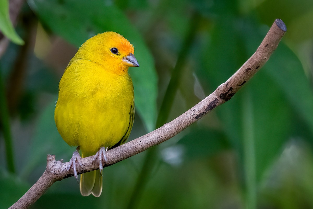 Saffron Finch - ML643149637