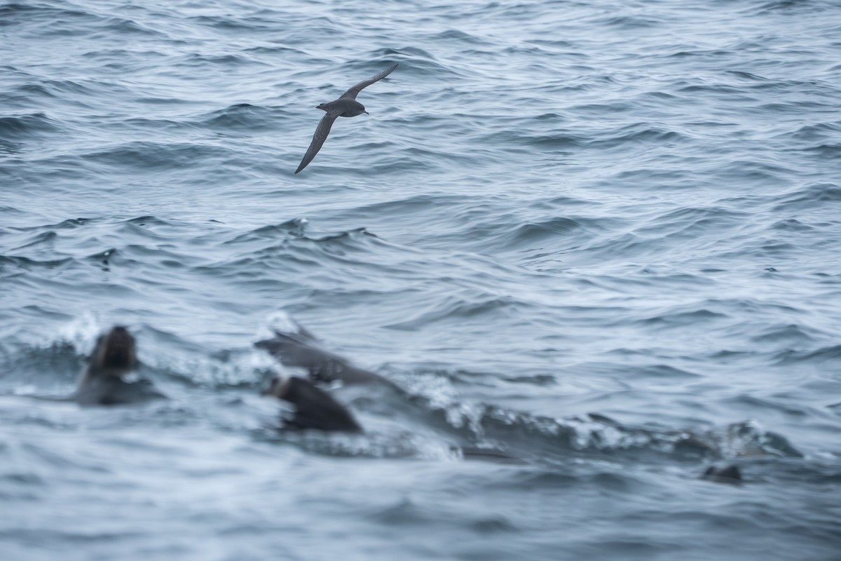 Short-tailed Shearwater - ML643149679