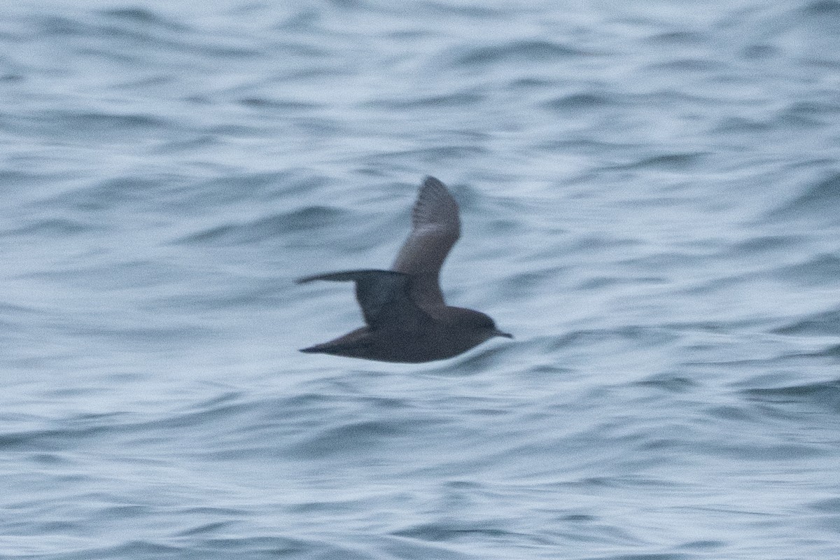 Short-tailed Shearwater - ML643149680