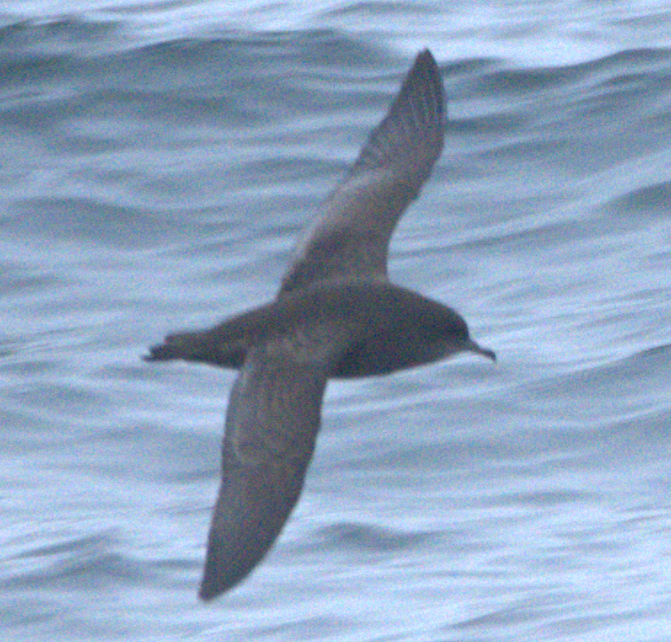 Short-tailed Shearwater - ML643149681