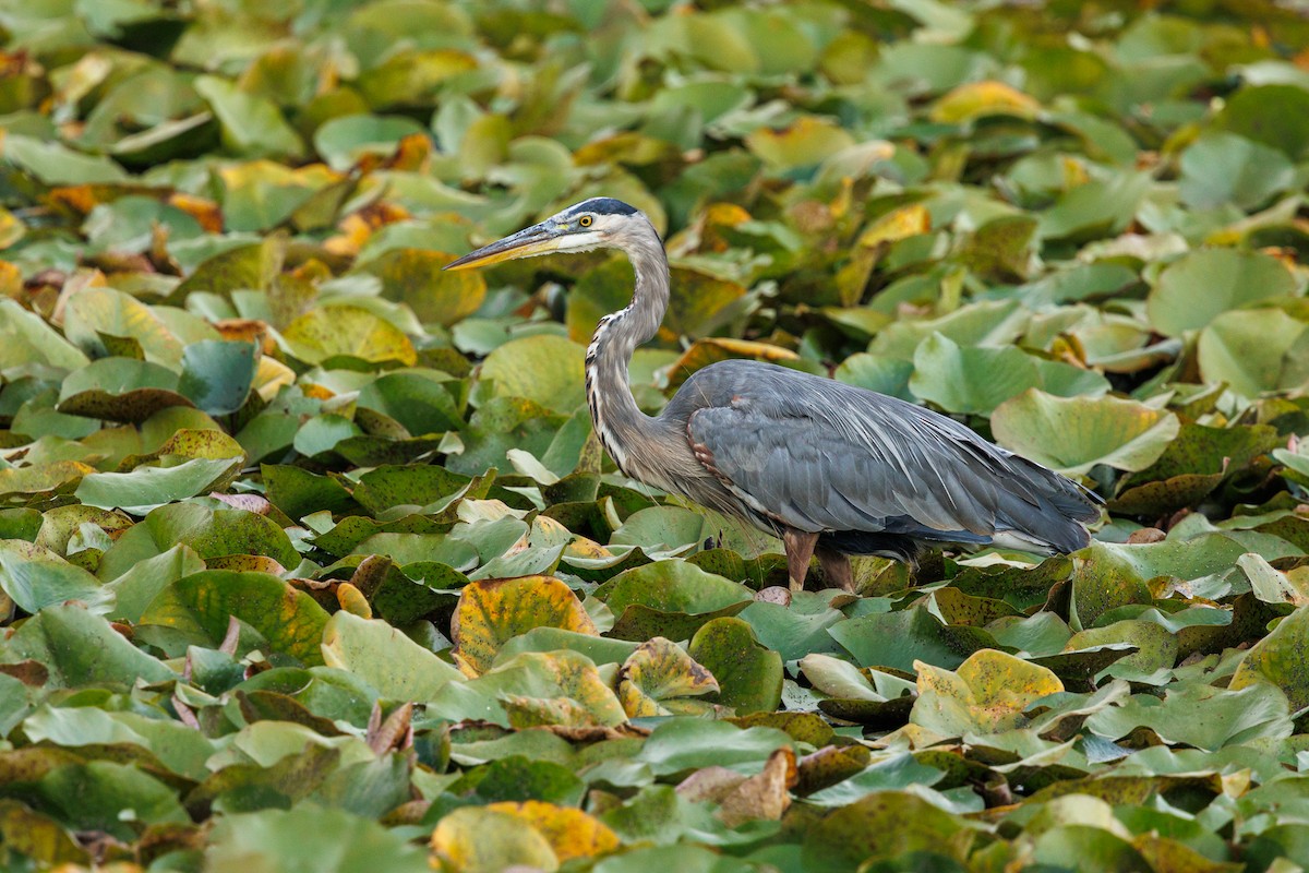 Great Blue Heron - ML643149701