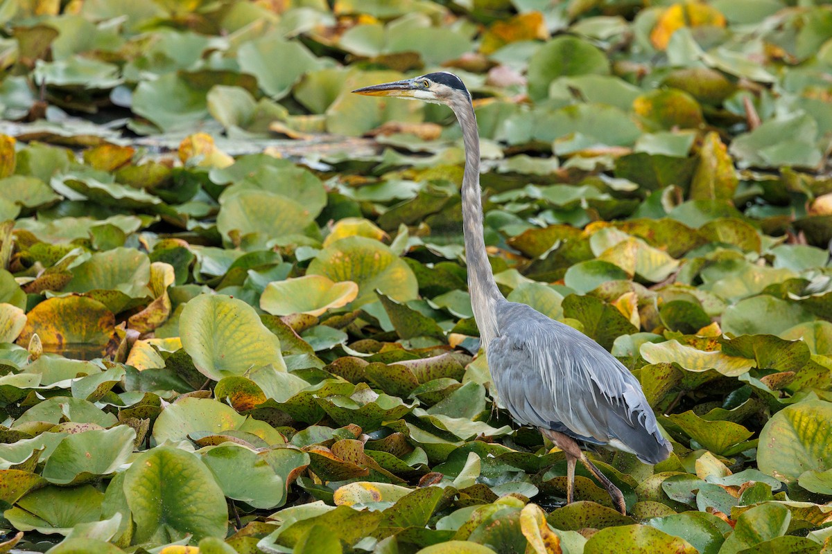 Great Blue Heron - ML643149703