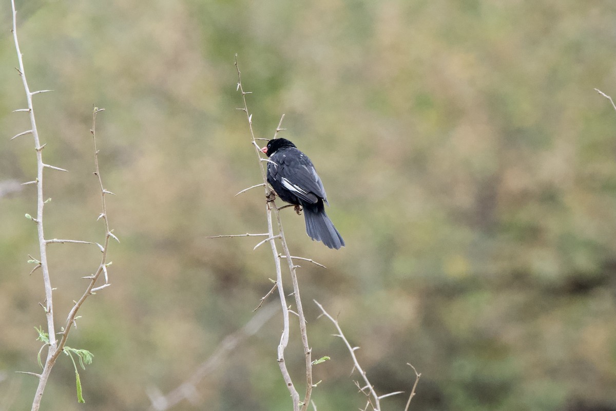 Red-billed Buffalo-Weaver - ML643149723