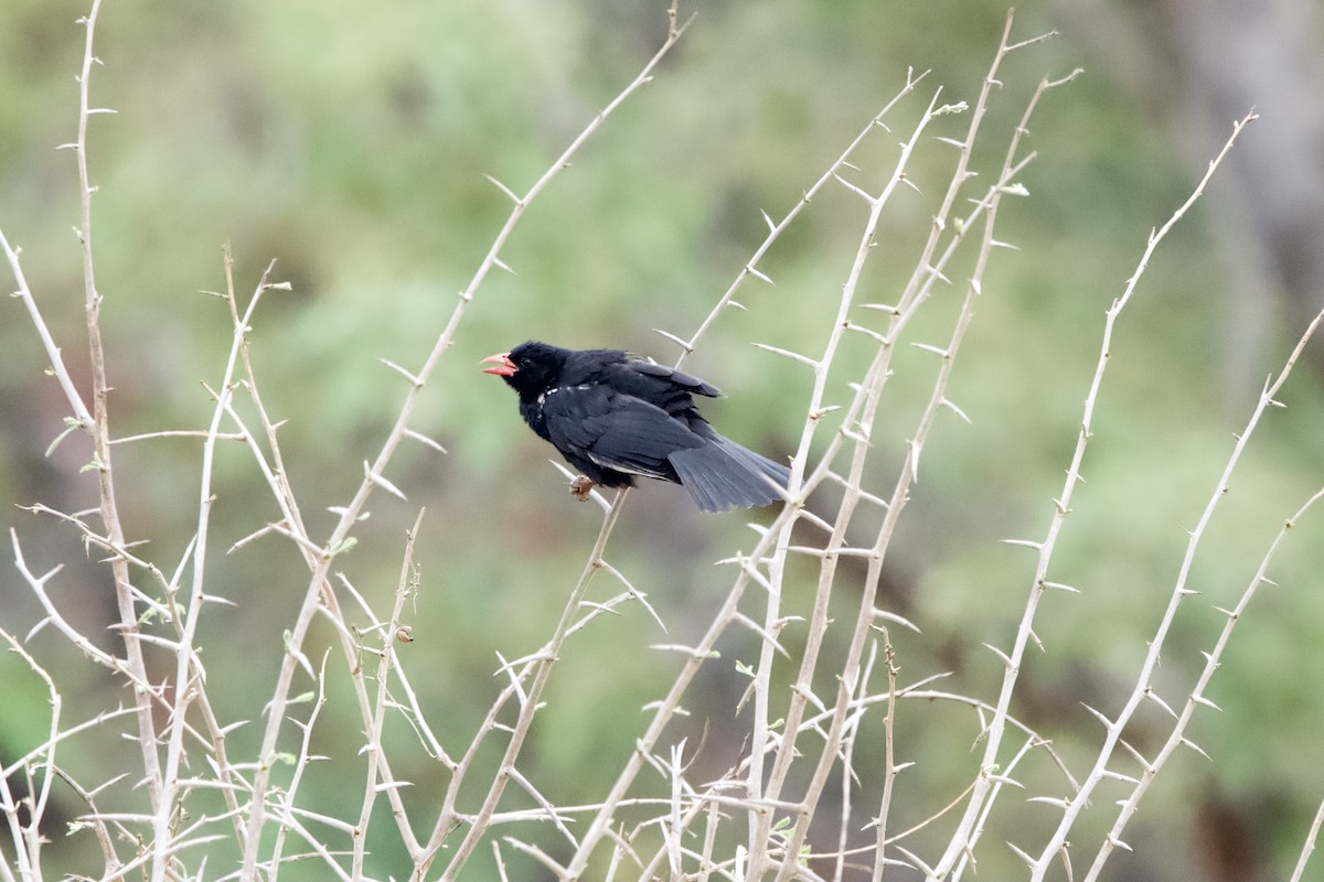 Red-billed Buffalo-Weaver - ML643149735