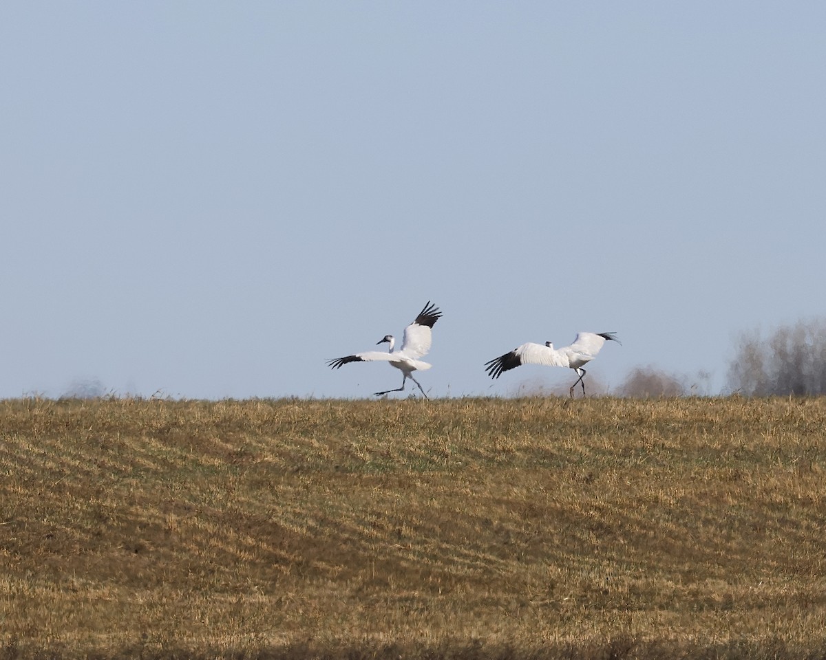 Grue blanche - ML643149736