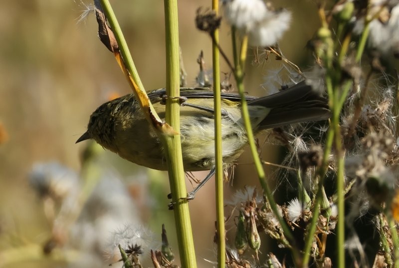 Orange-crowned Warbler - ML643149739