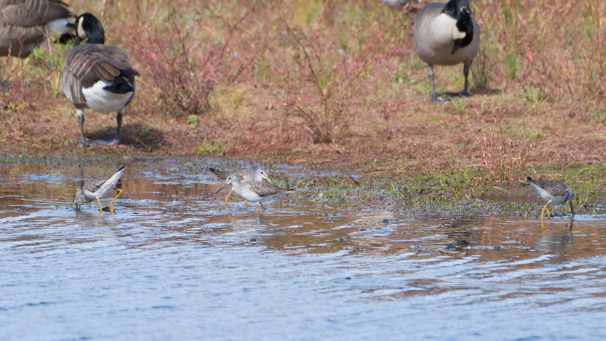 plystresnipe - ML643149743