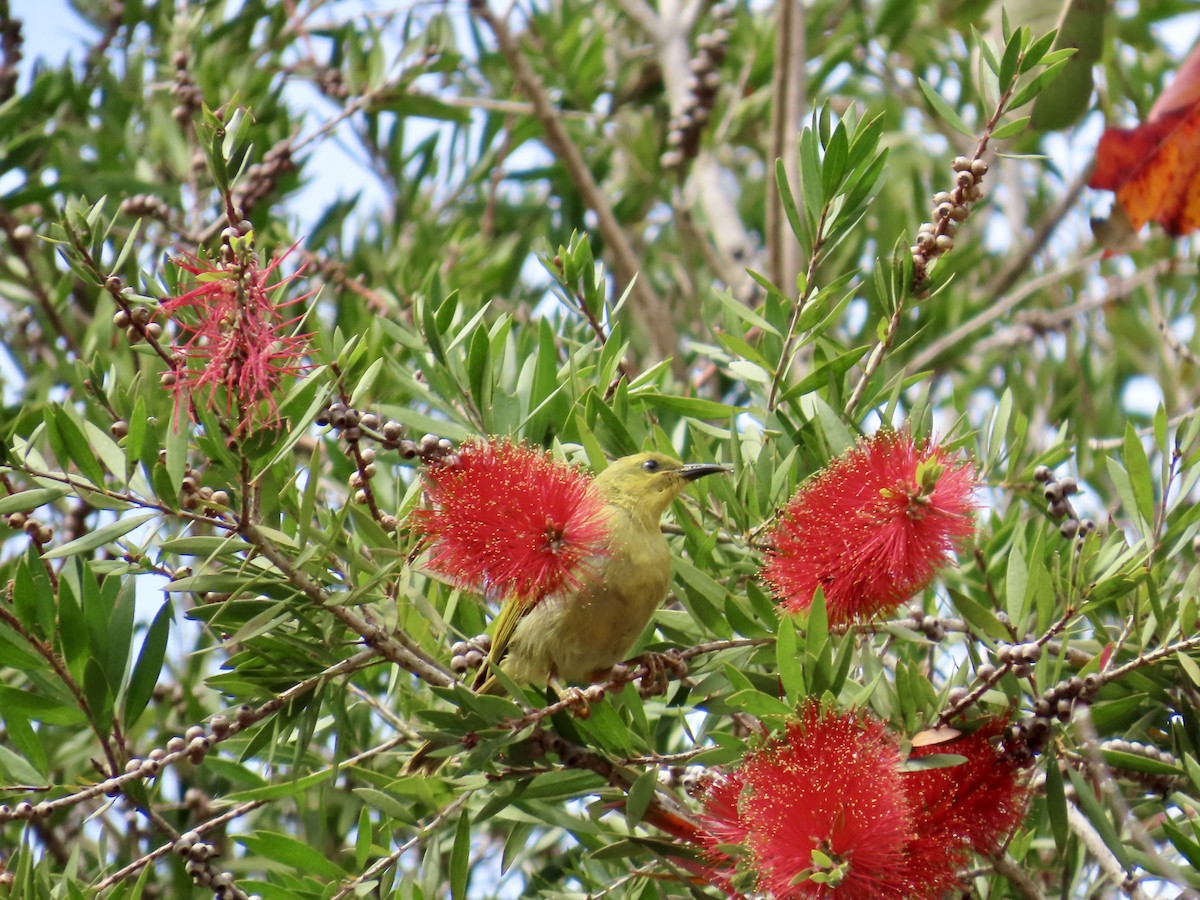 Yellow Honeyeater - ML643149757