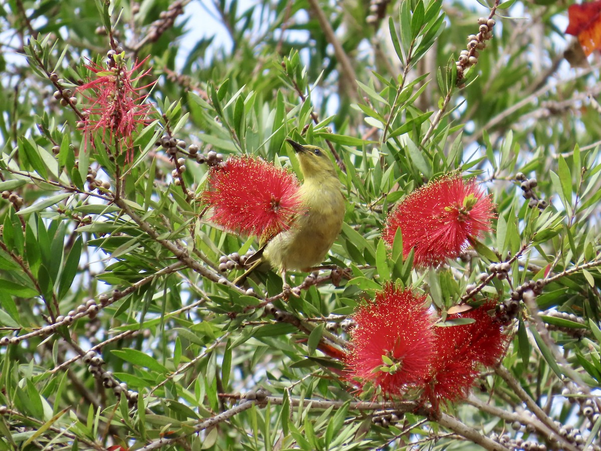 Yellow Honeyeater - ML643149758