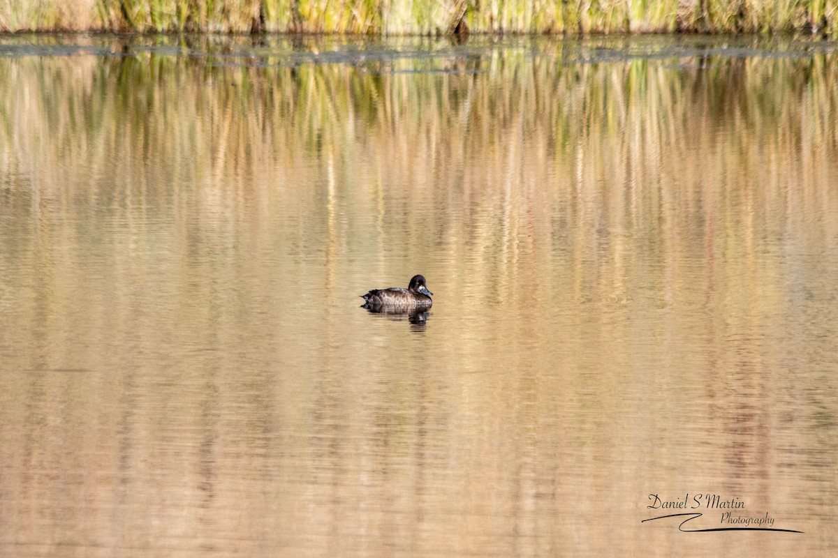 Greater Scaup - ML643149760