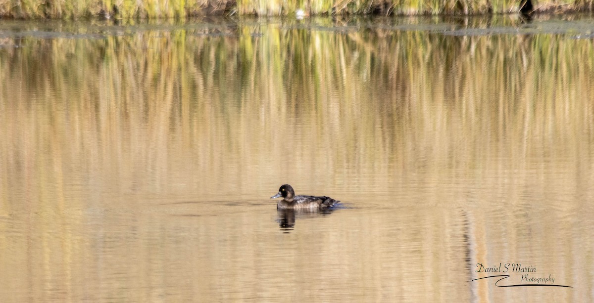 Greater Scaup - ML643149761