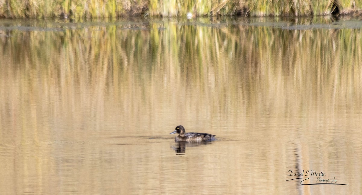 Greater Scaup - ML643149762