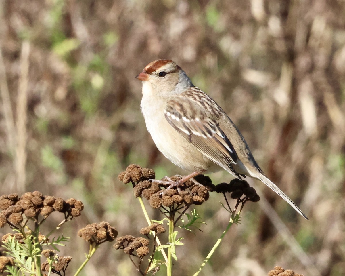 White-crowned Sparrow - ML643149765