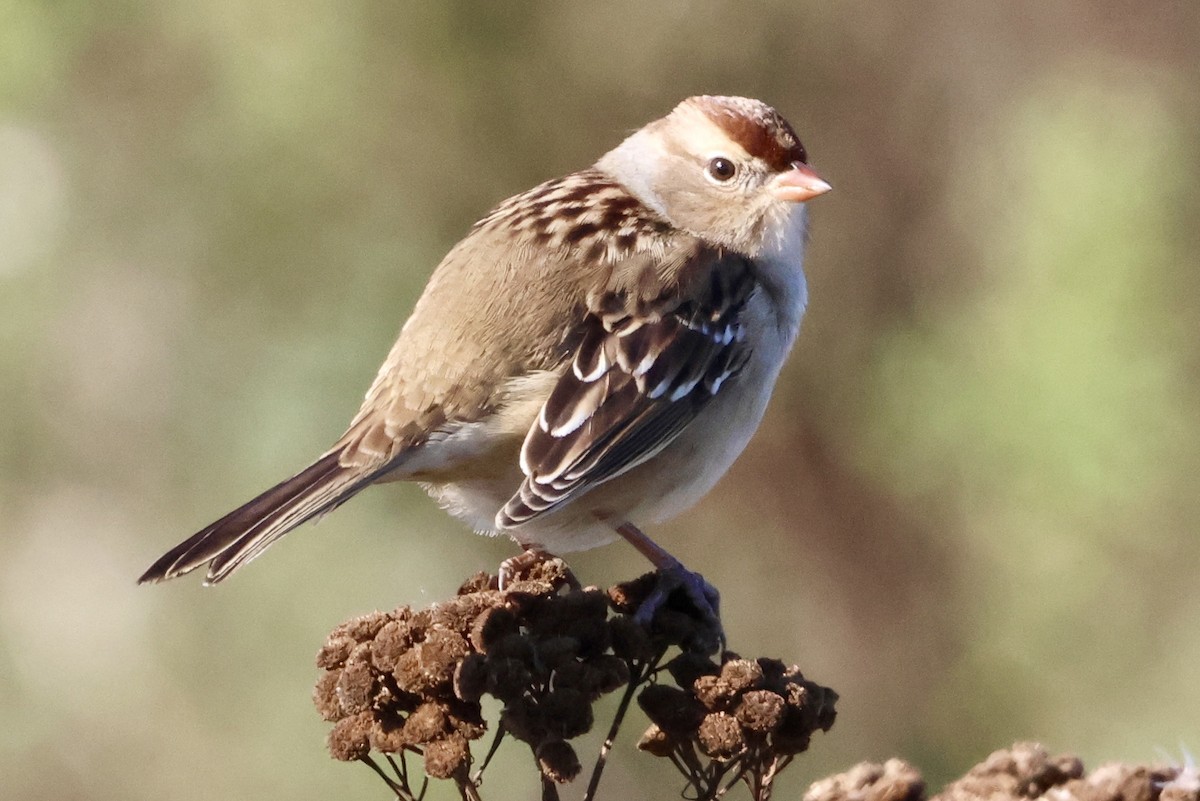 White-crowned Sparrow - ML643149766