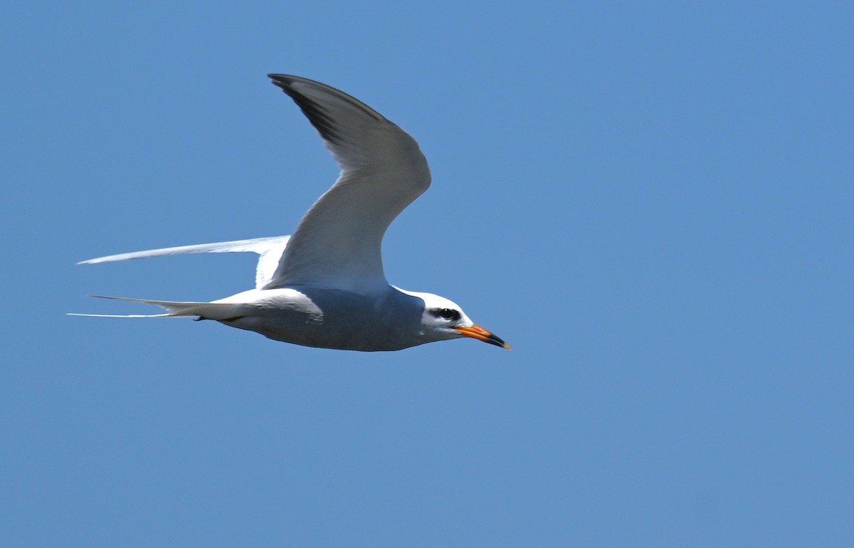 Snowy-crowned Tern - ML643149767
