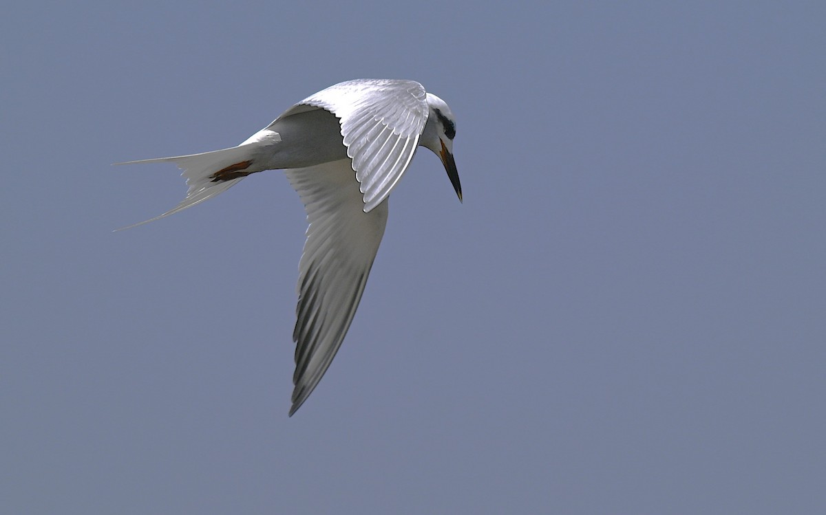 Snowy-crowned Tern - ML643149768
