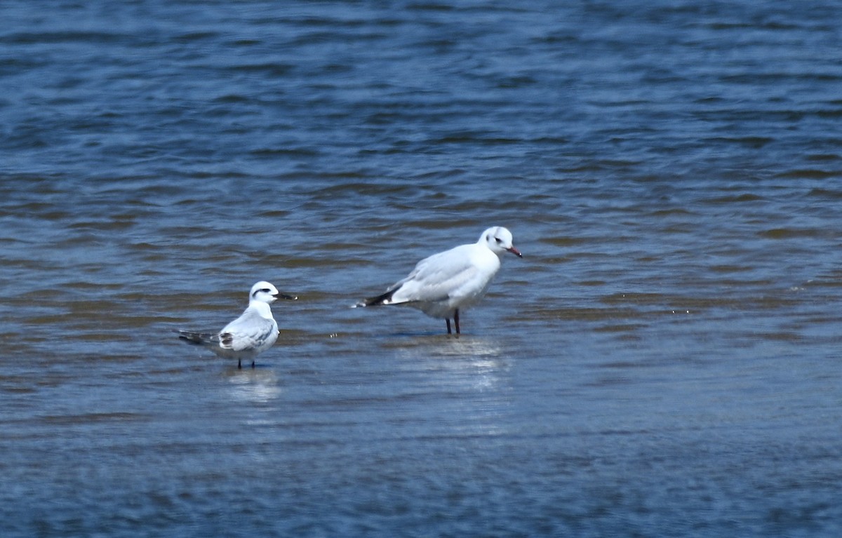 Snowy-crowned Tern - ML643149769