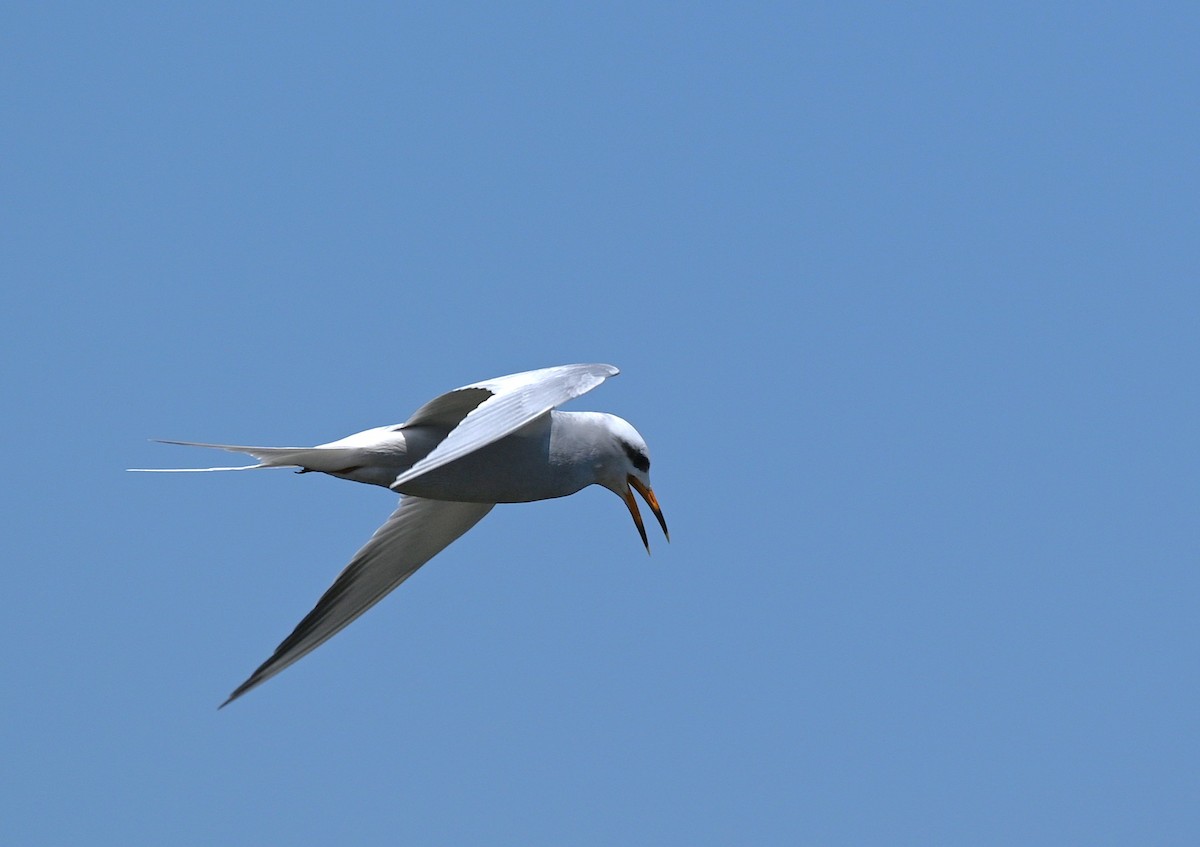 Snowy-crowned Tern - ML643149770
