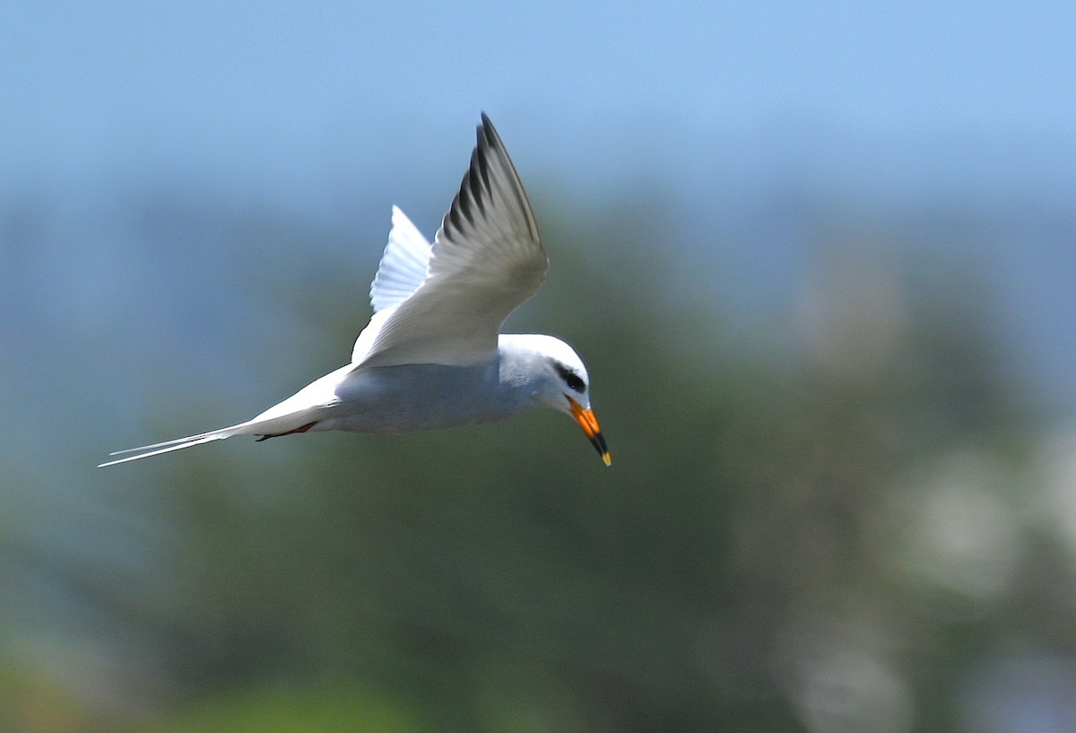 Snowy-crowned Tern - ML643149771