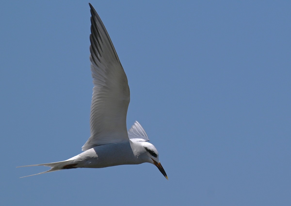 Snowy-crowned Tern - ML643149773