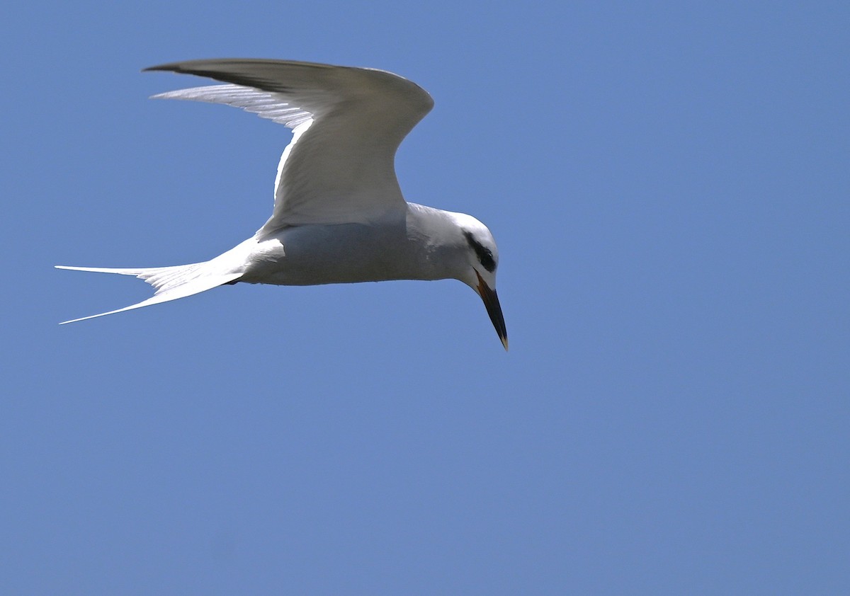 Snowy-crowned Tern - ML643149774