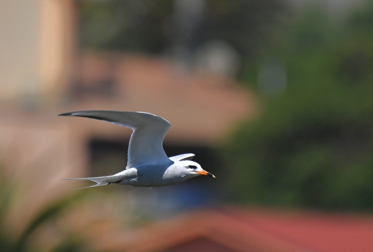 Snowy-crowned Tern - ML643149775