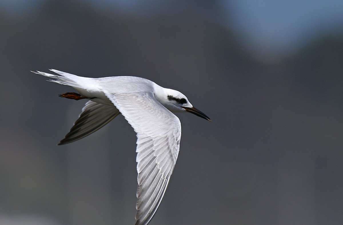 Snowy-crowned Tern - ML643149776