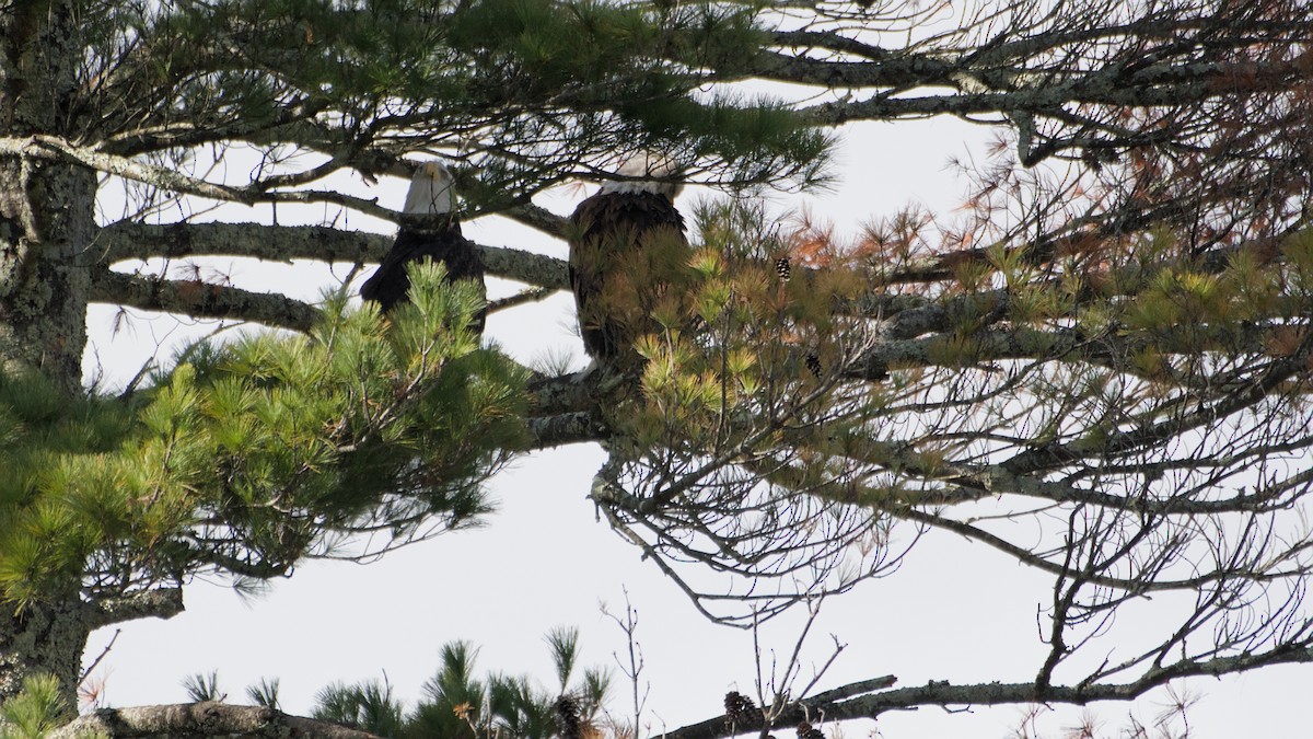 Bald Eagle - ML643149777