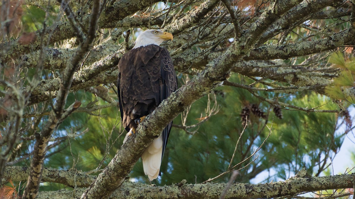 Bald Eagle - ML643149778