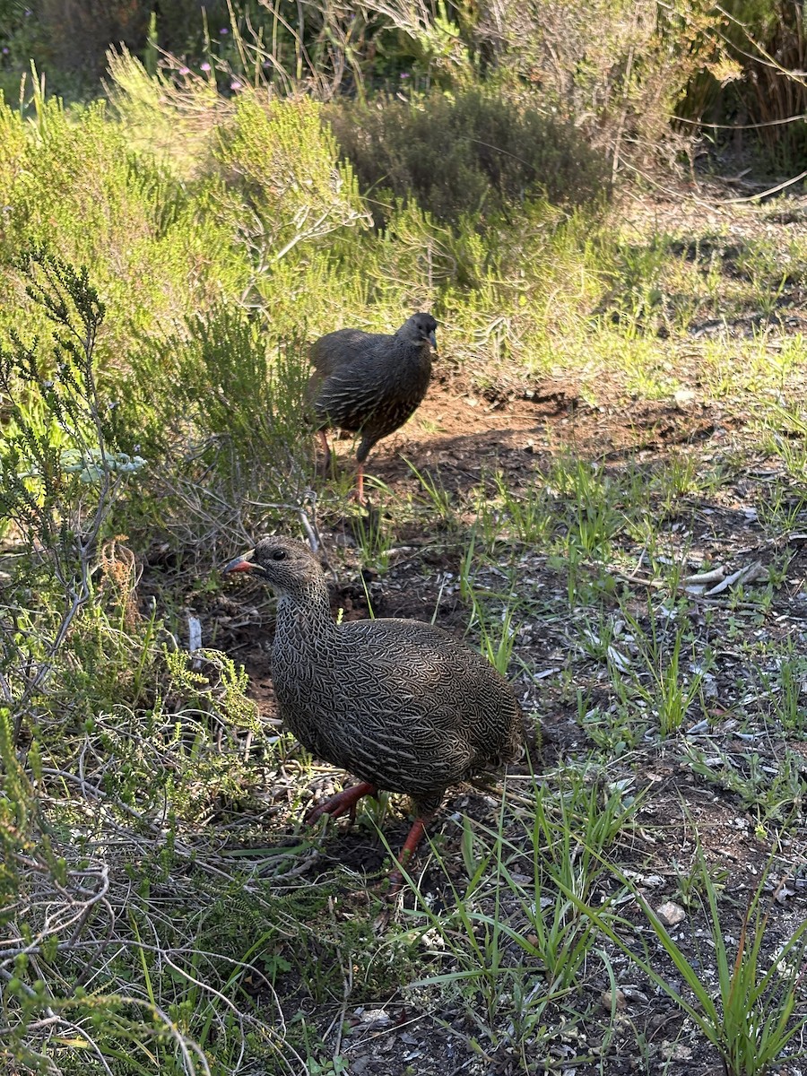 Cape Spurfowl - ML643149781