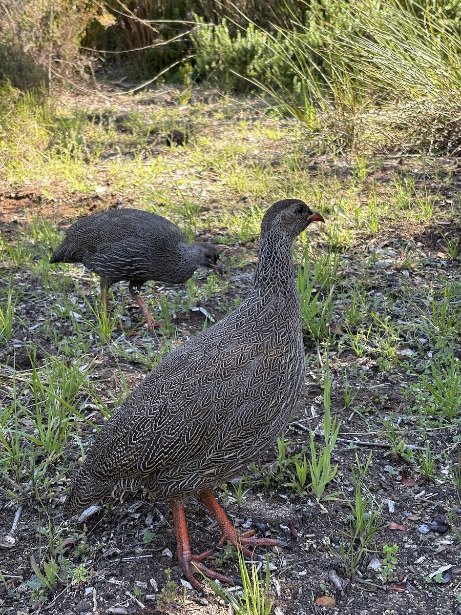 Cape Spurfowl - ML643149782