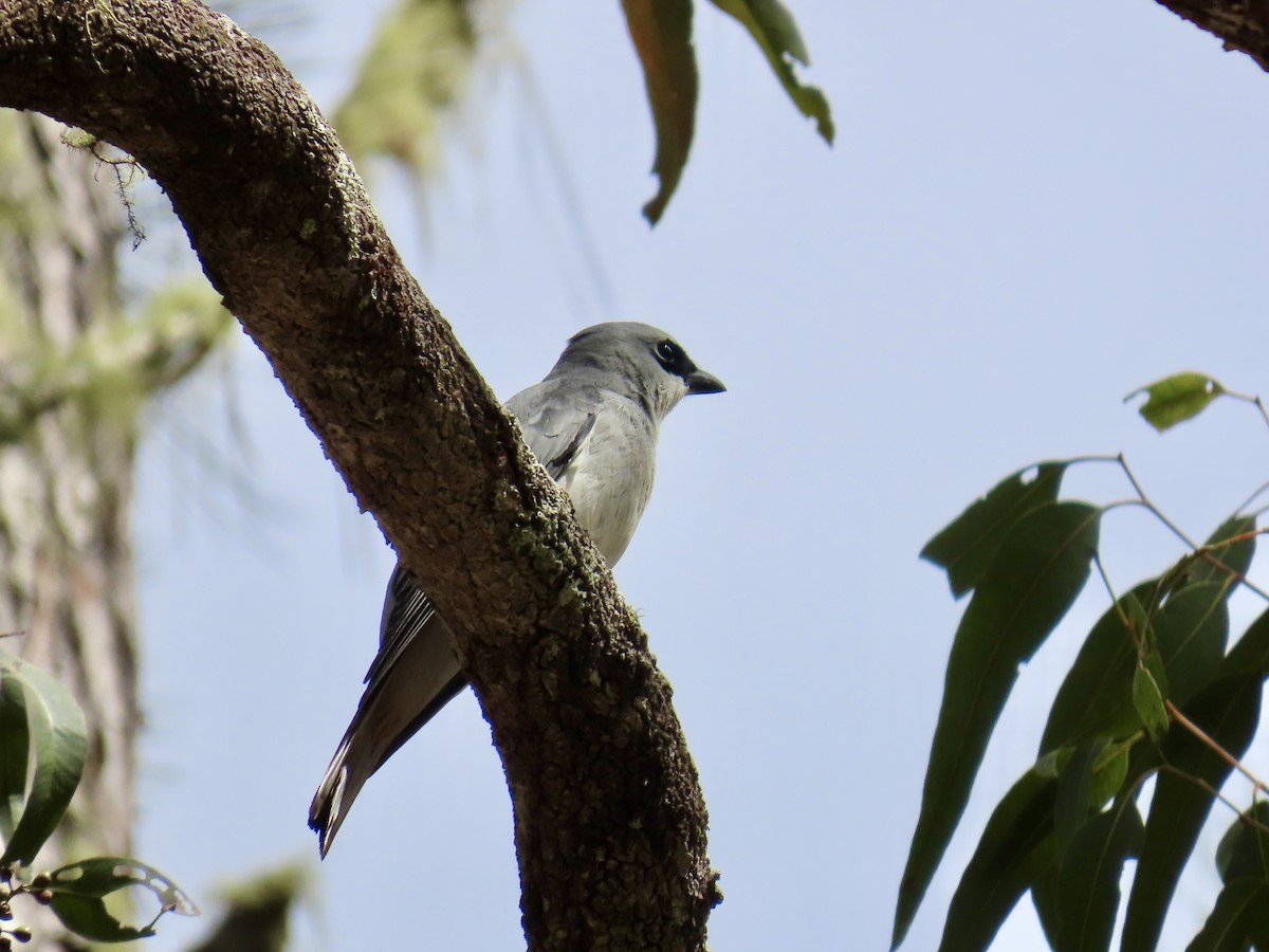 White-bellied Cuckooshrike - ML643149795