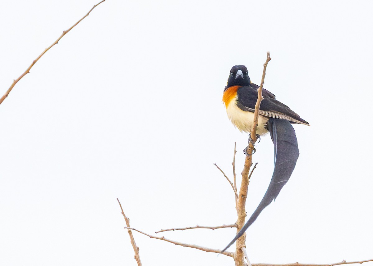 Eastern Paradise-Whydah - ML643149796