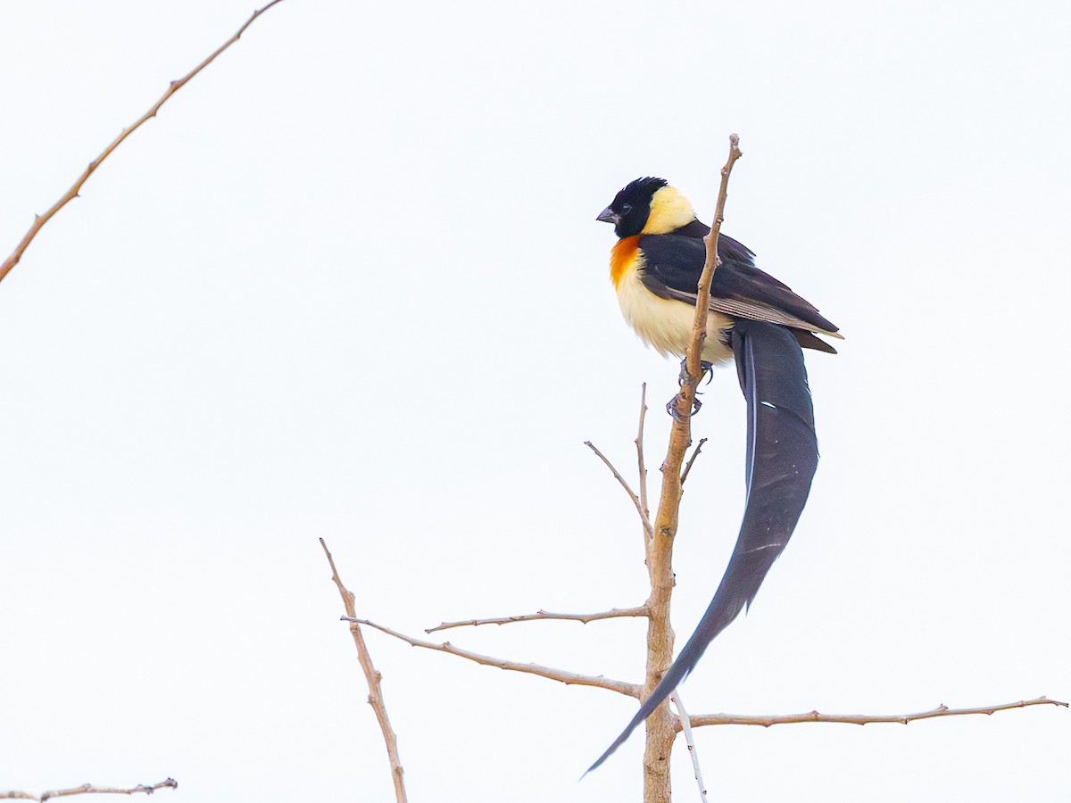 Eastern Paradise-Whydah - ML643149797